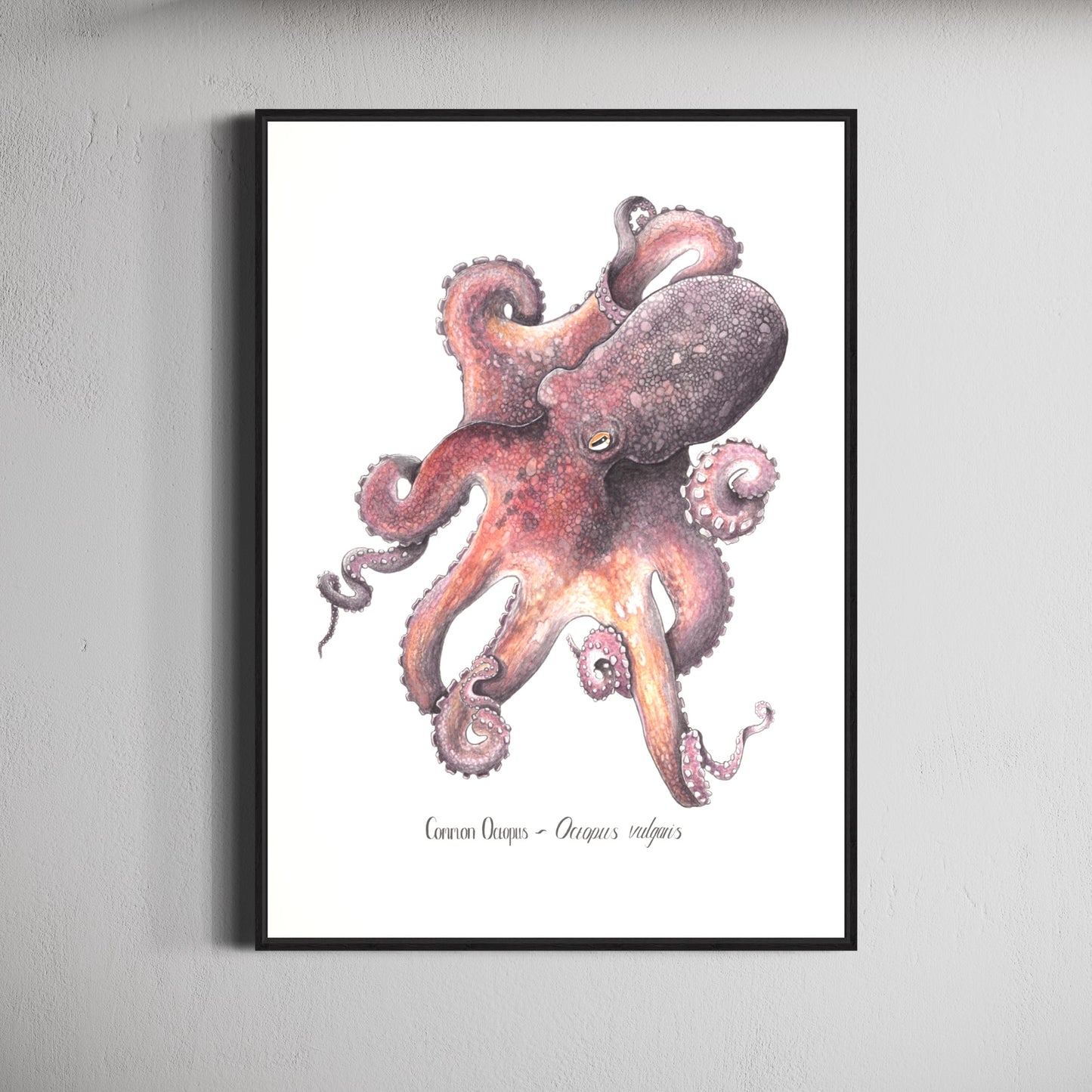 Common Octopus Print