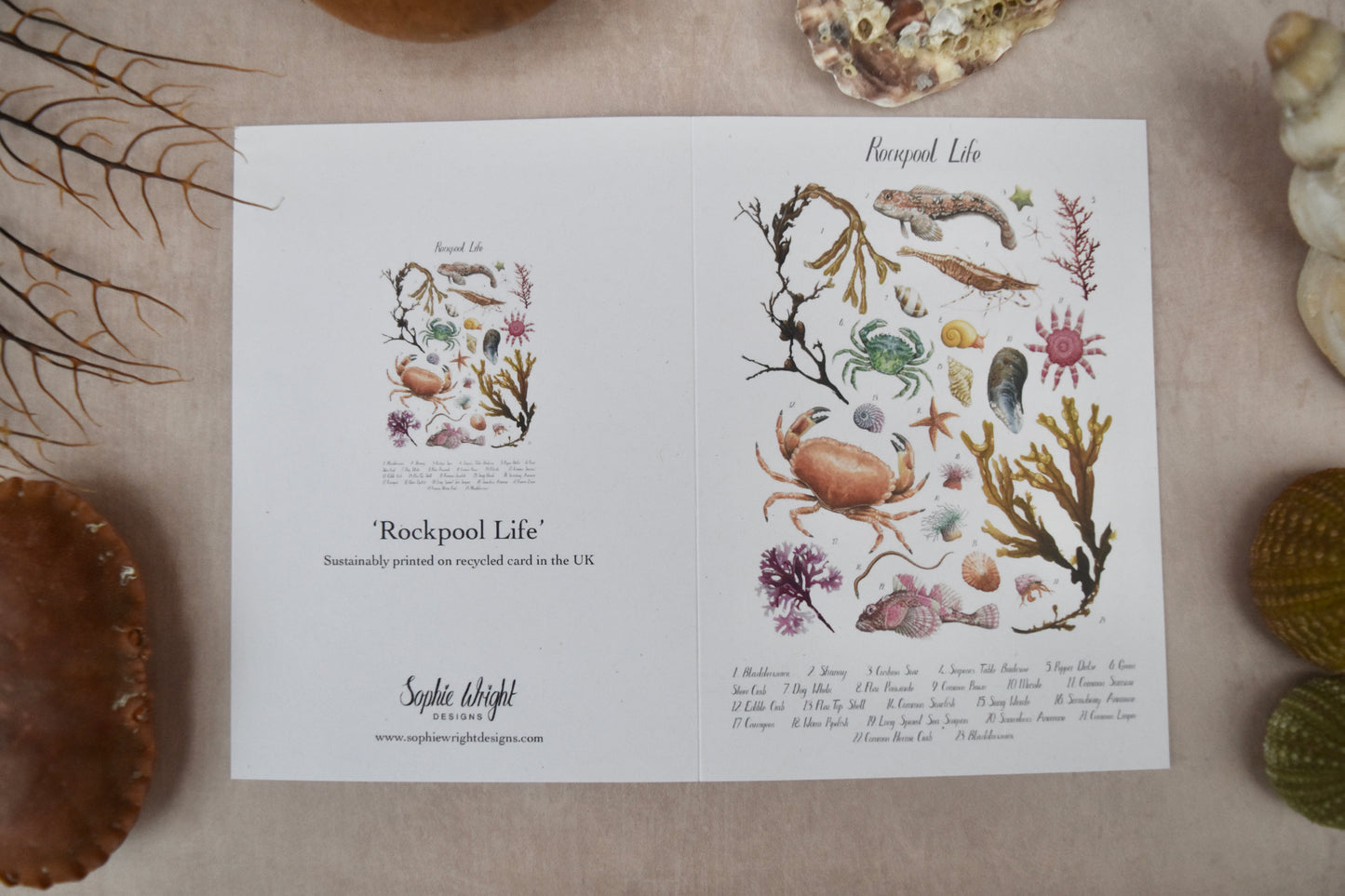 A6 Rockpool ID Poster Card