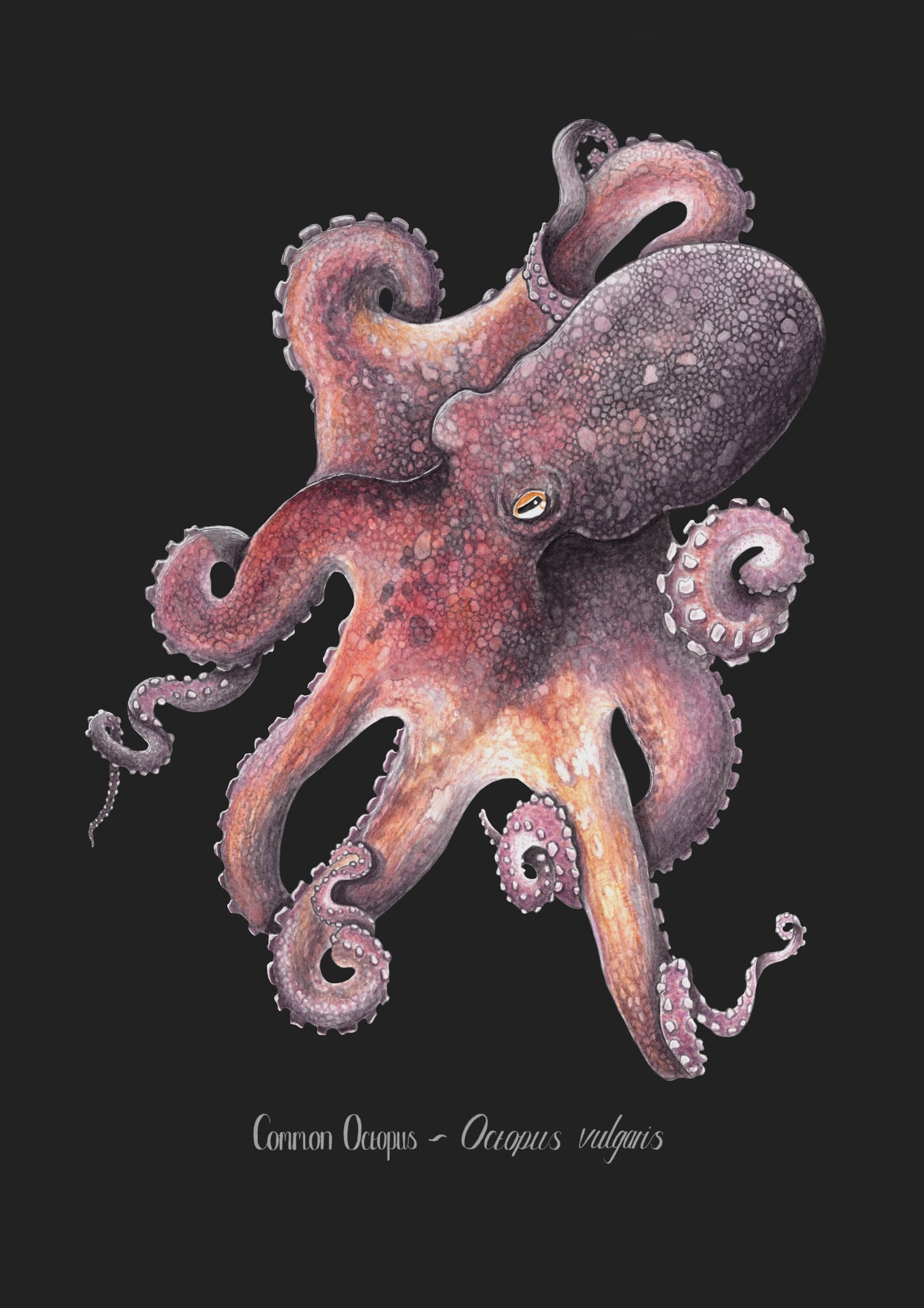 Common Octopus Print - Black Edition.
