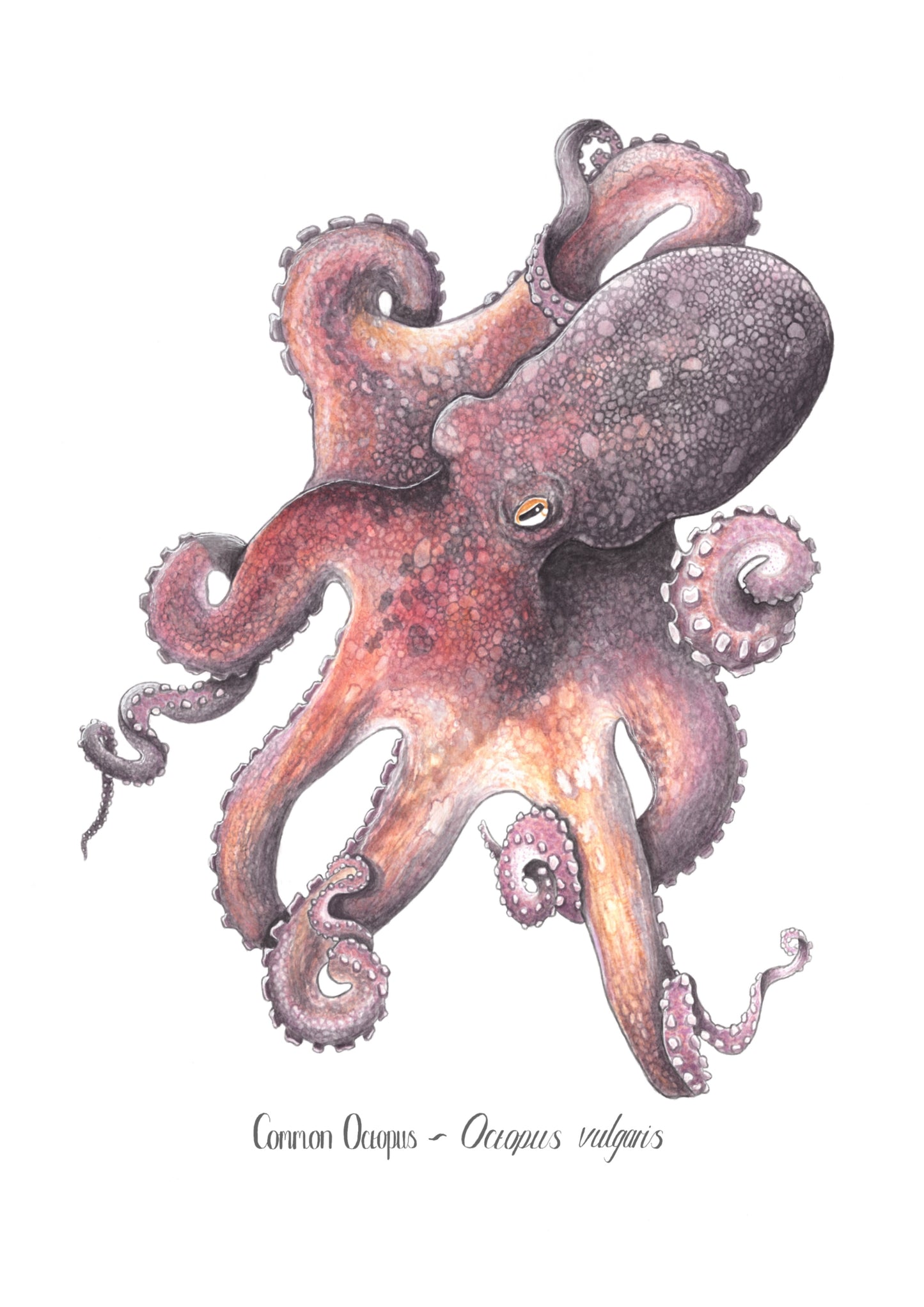 Common Octopus Print
