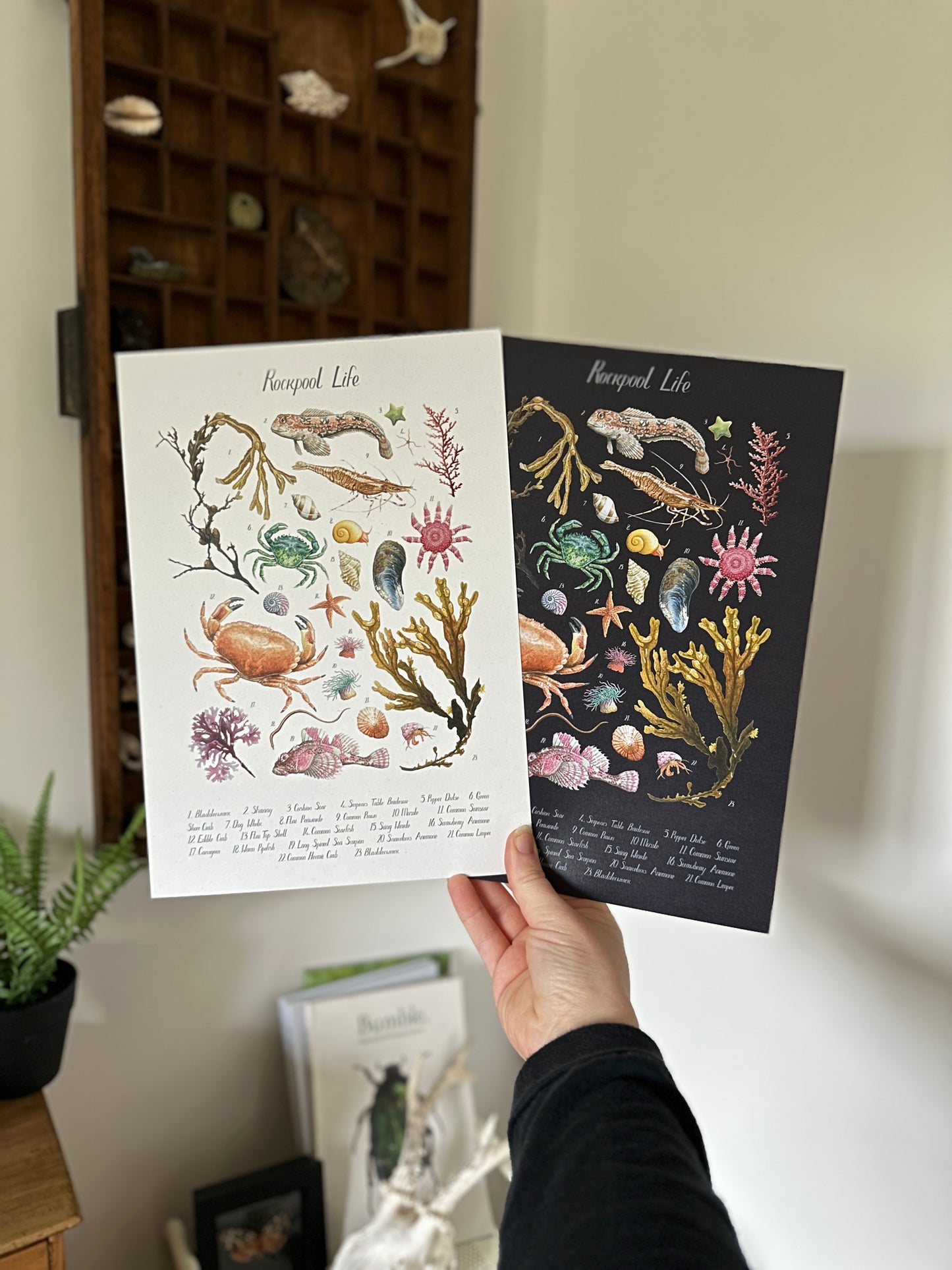 Rockpool Poster - Black Edition