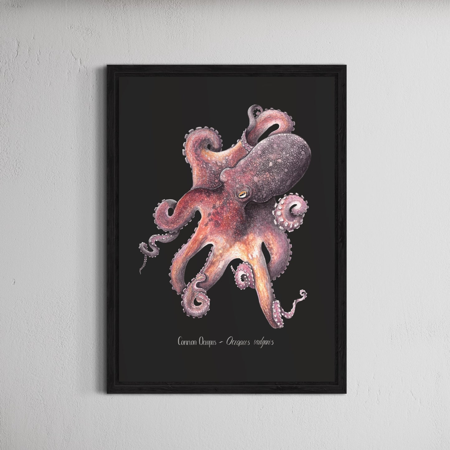 Common Octopus Print - Black Edition.