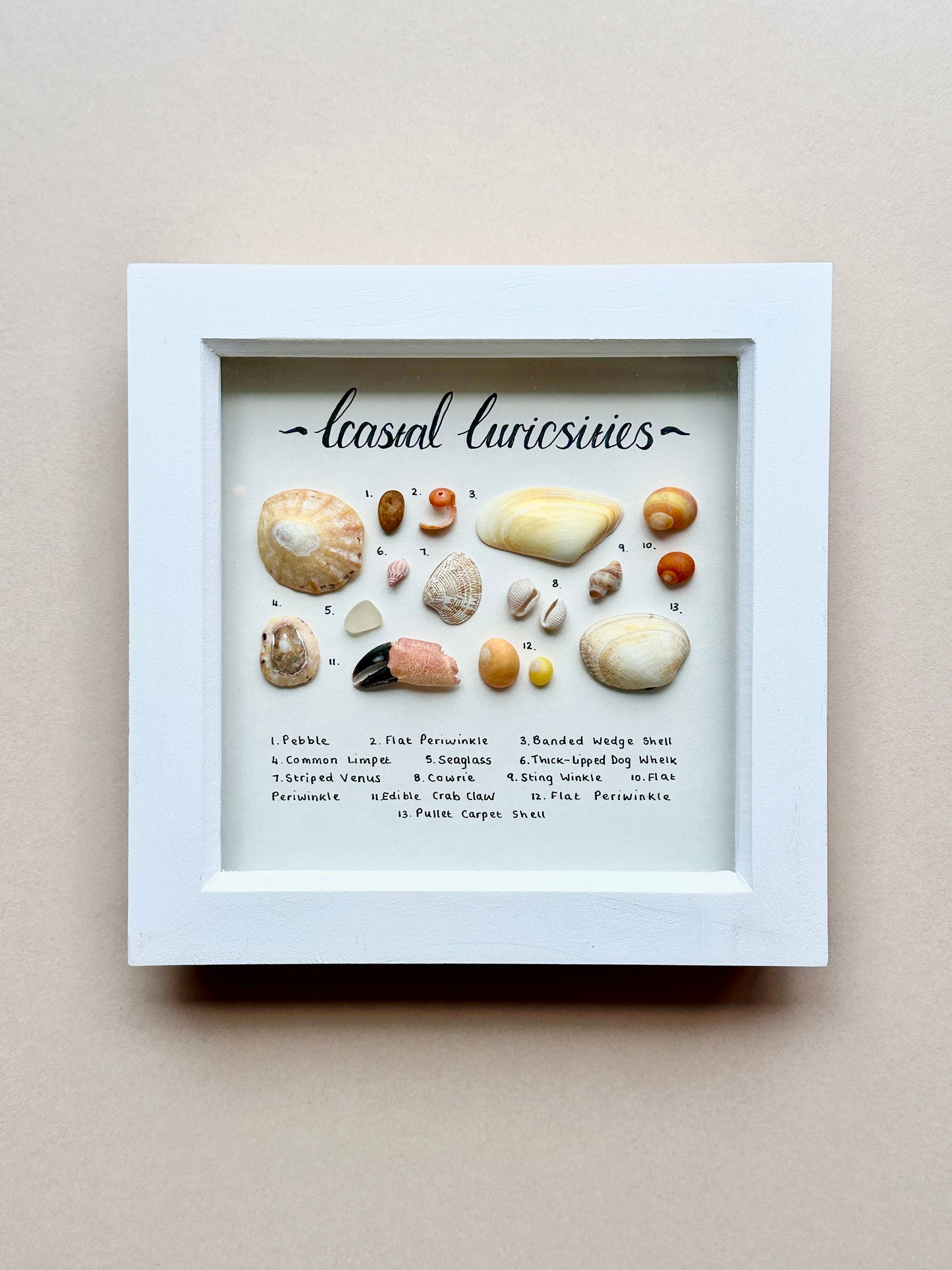 Small White Coastal Curiosities Frame