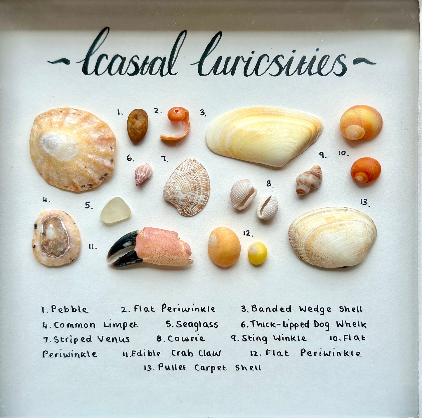 Small White Coastal Curiosities Frame