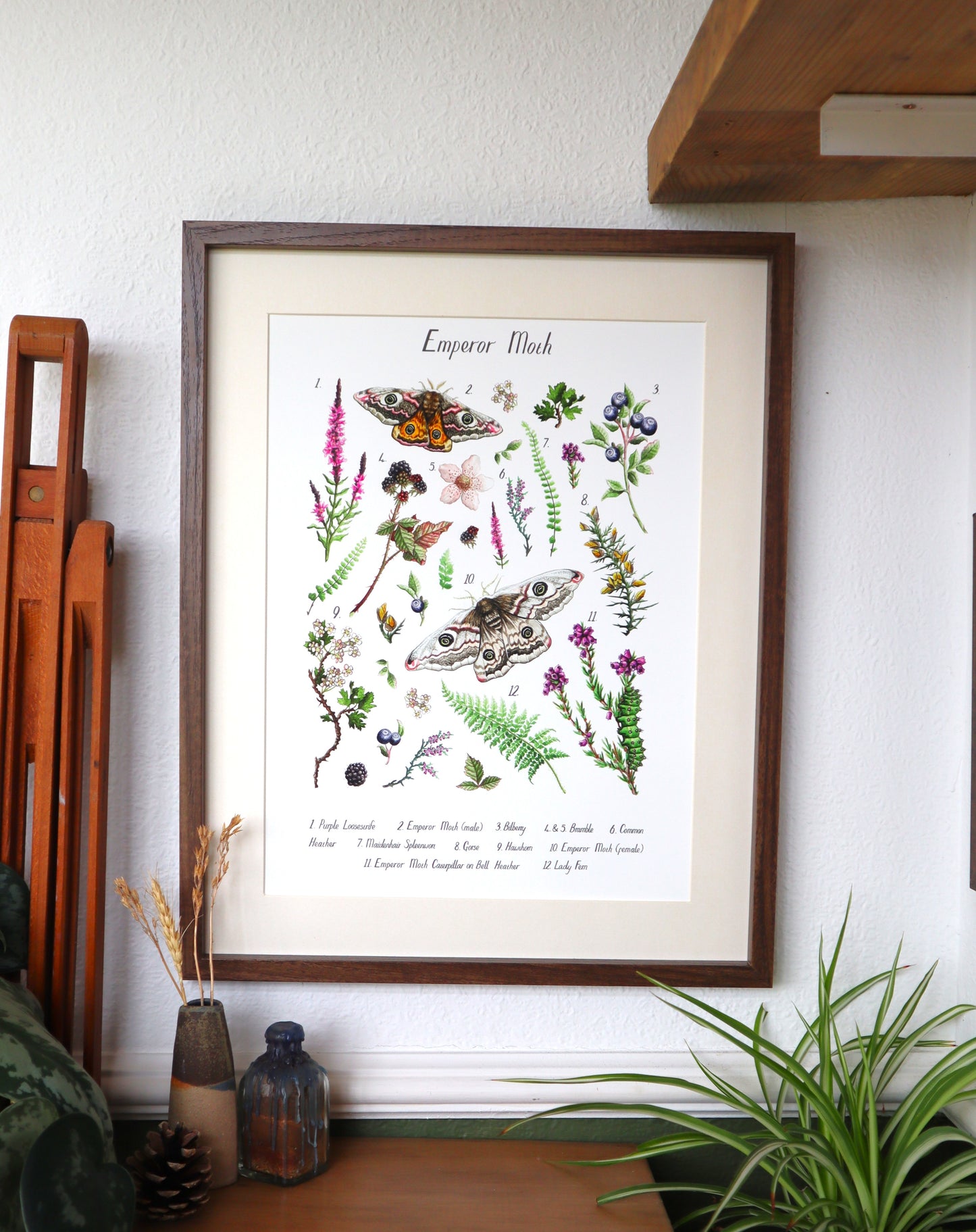 Emperor Moth Poster