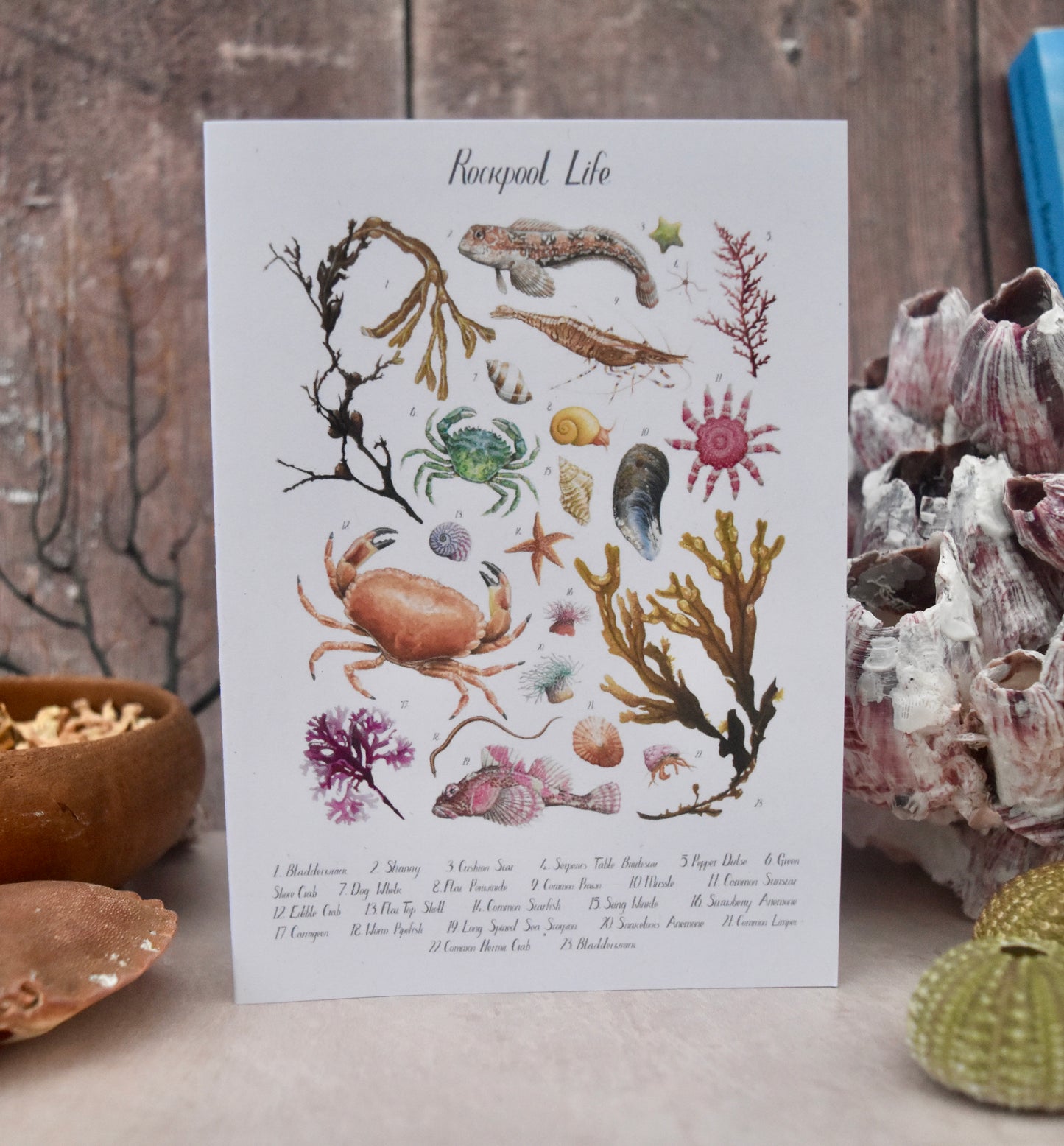 A6 Rockpool ID Poster Card