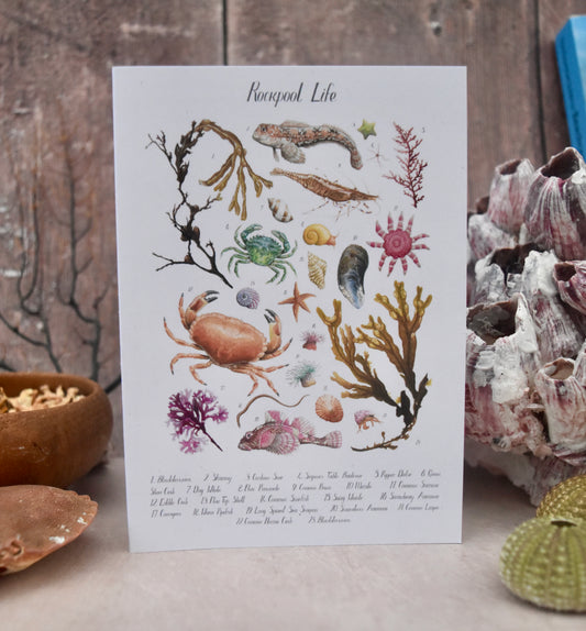 A6 Rockpool ID Poster Card