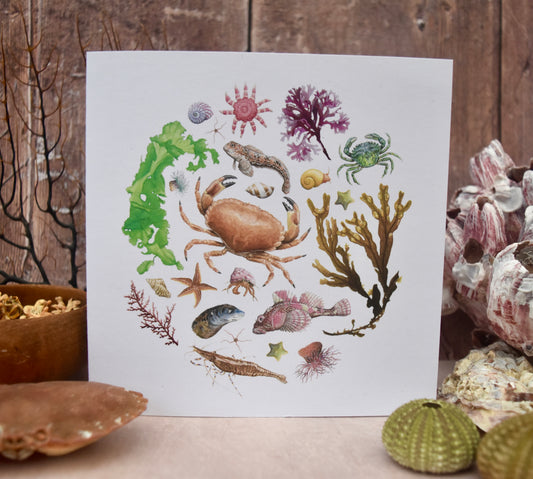 Rockpool Circle Card