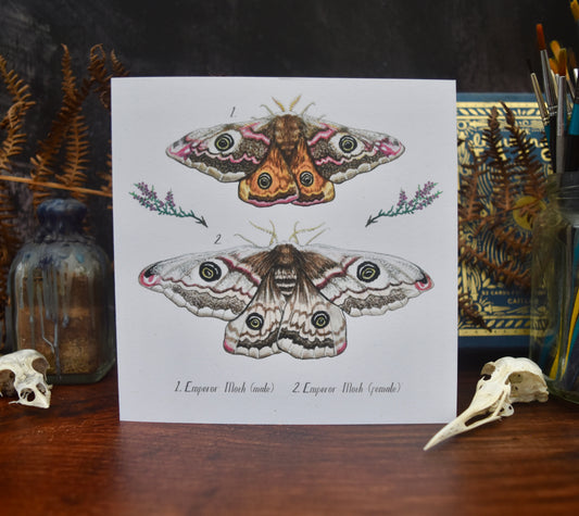 Emperor Moth Card
