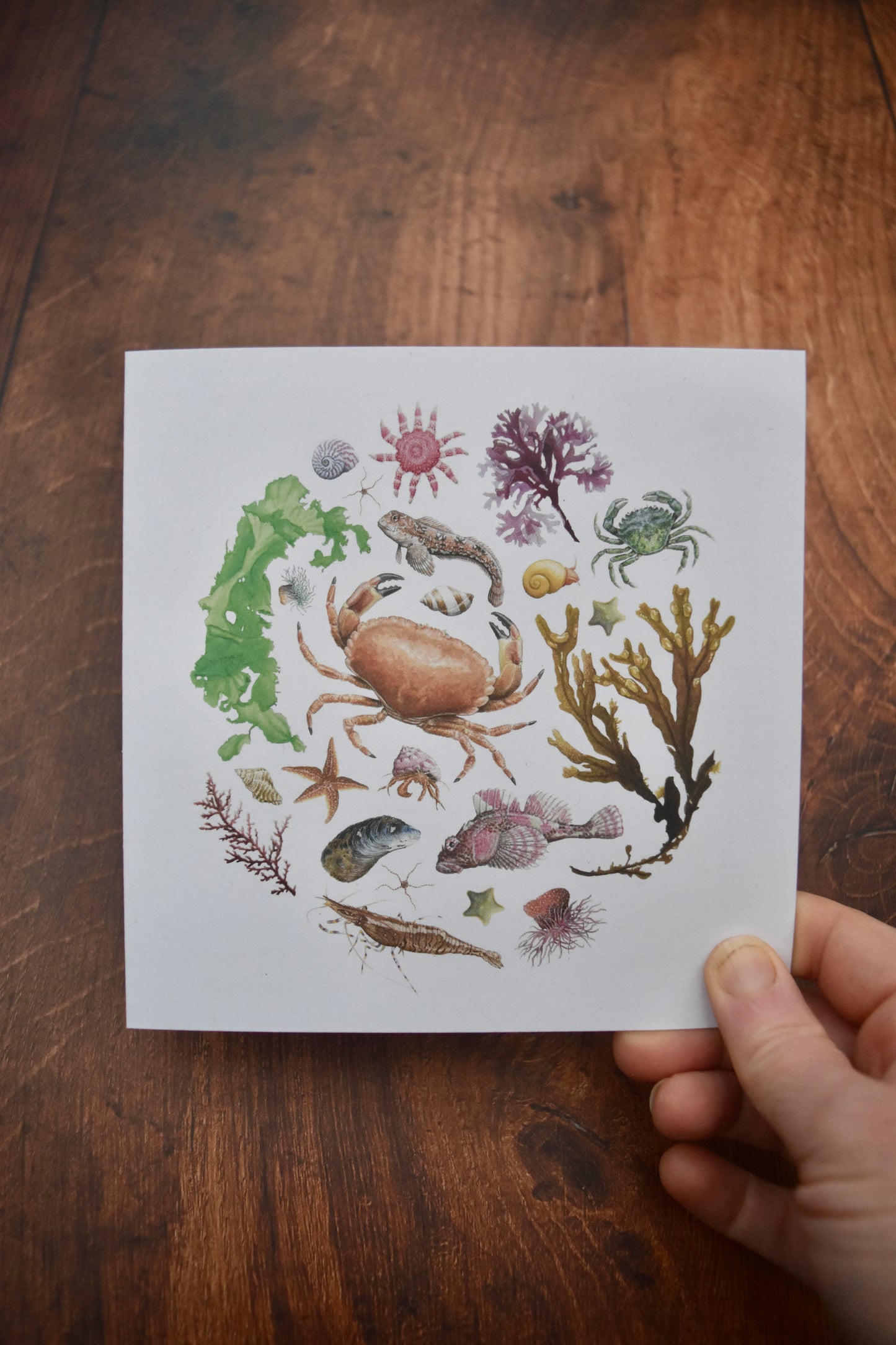 Rockpool Circle Card