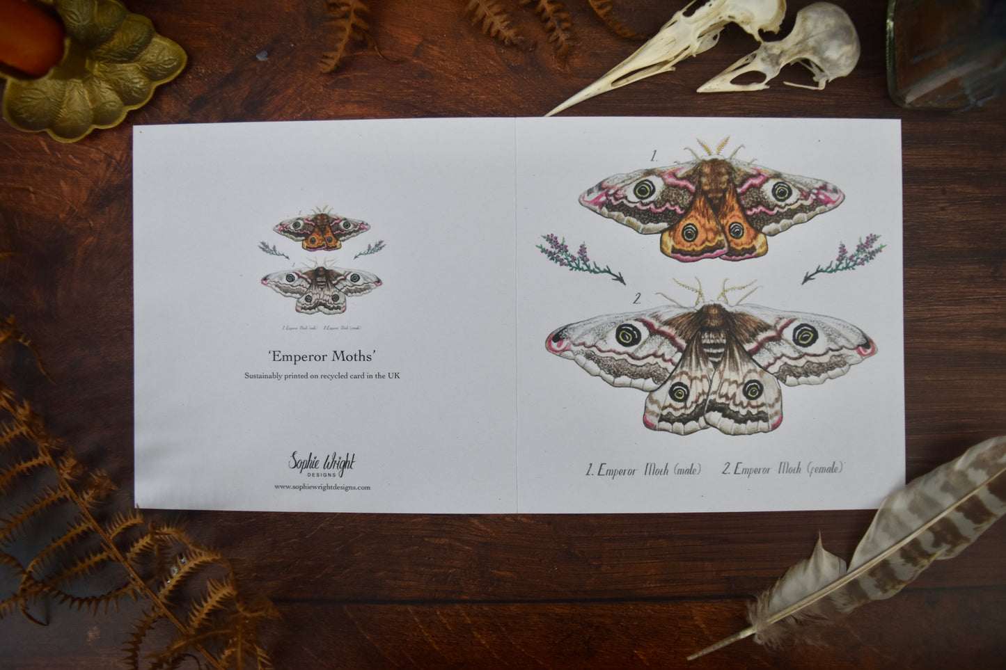 Emperor Moth Card