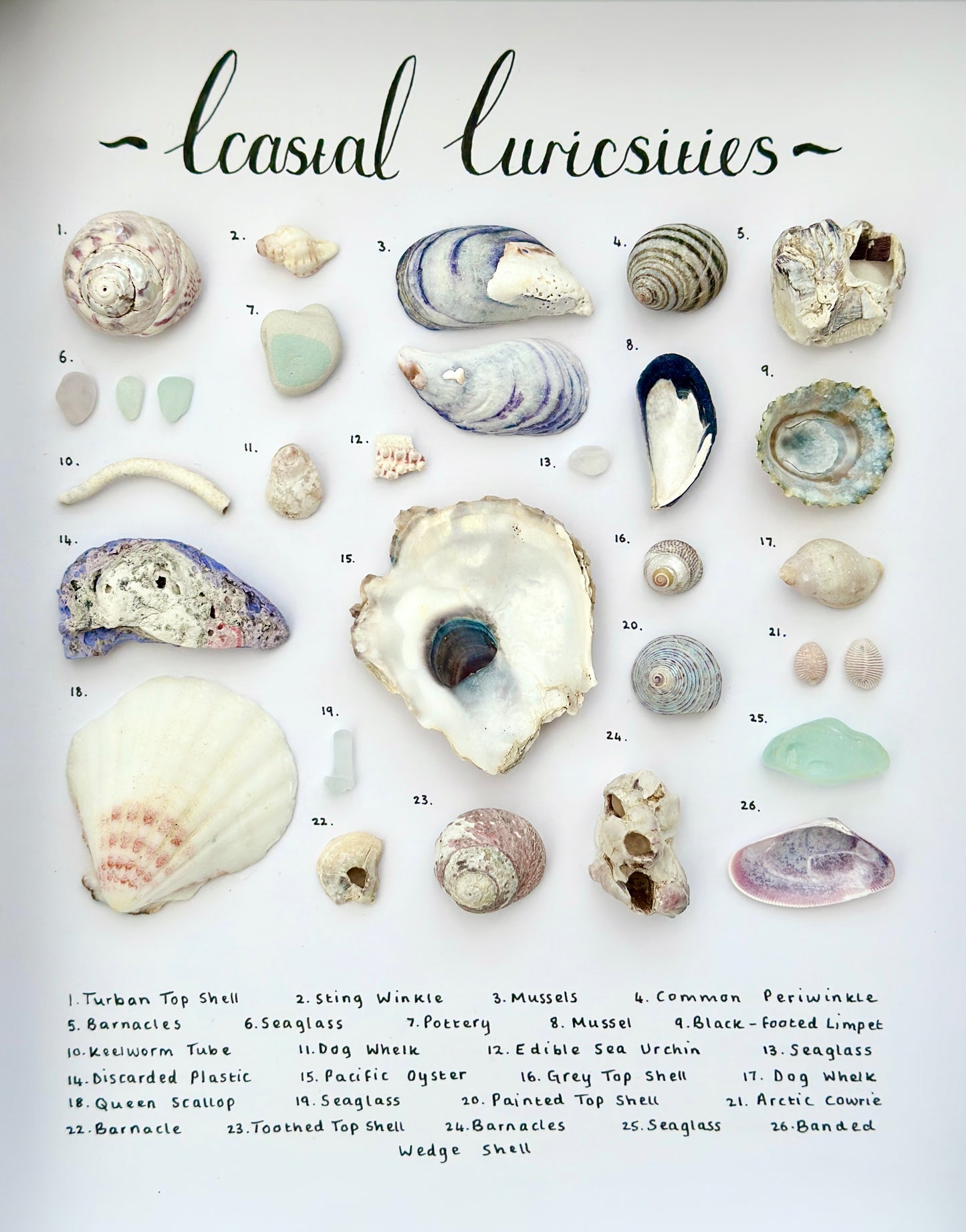 Medium Curiosity Frame