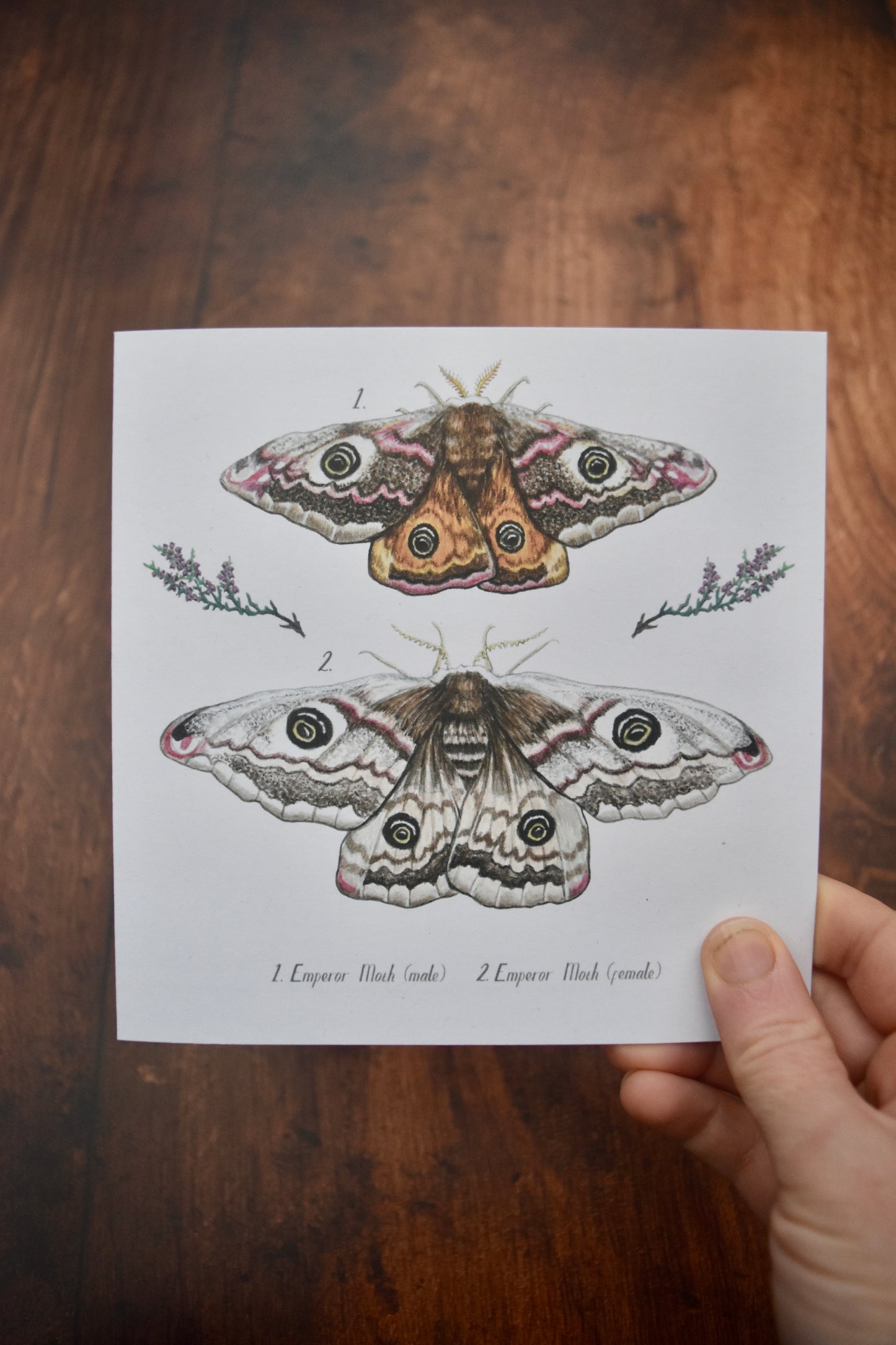 Emperor Moth Card