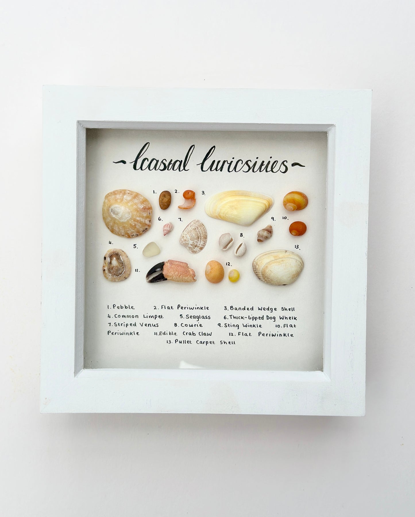 Small White Coastal Curiosities Frame