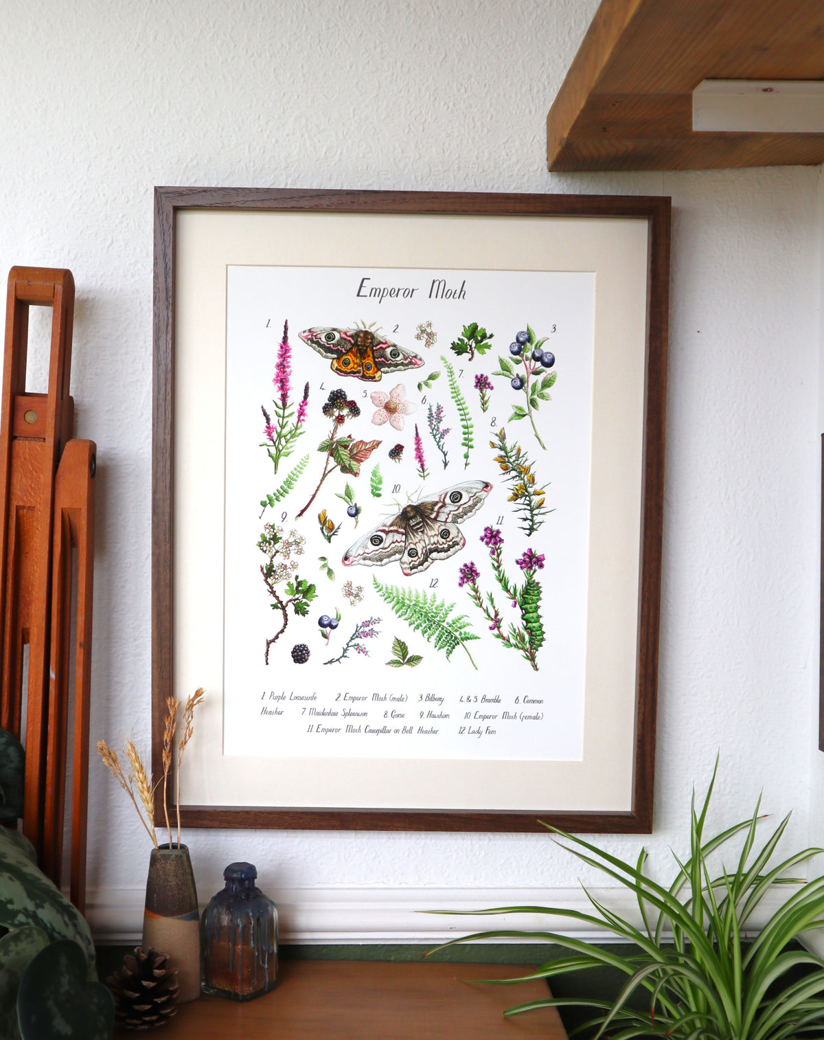 Emperor Moth Poster