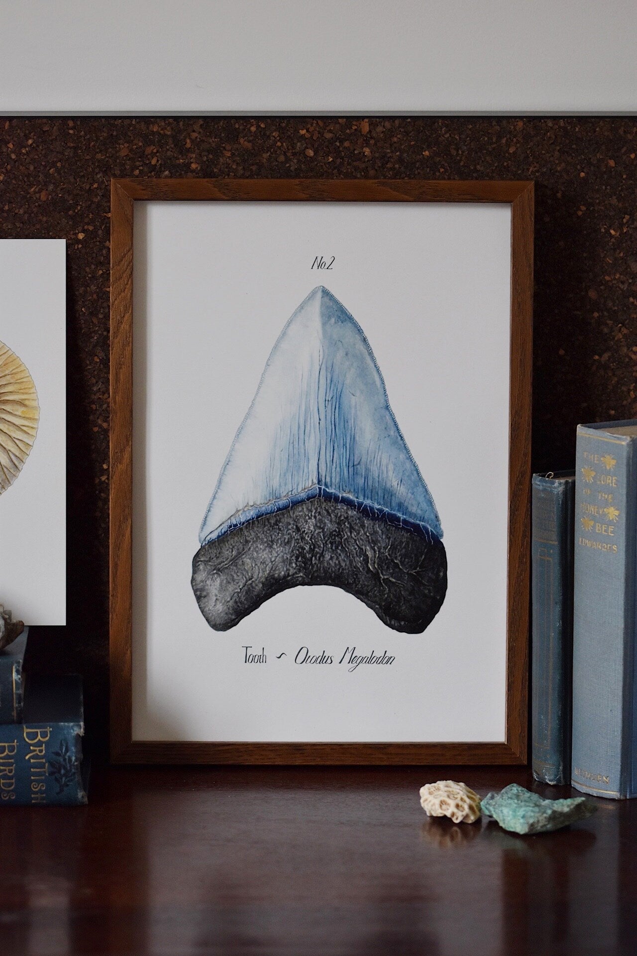 Megladon Tooth, Gouache Watercolour Print